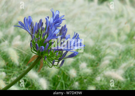 Vorderansicht eines hellen blau blühende Blume von Agapanthus, oder Lilie des Nils Stockfoto