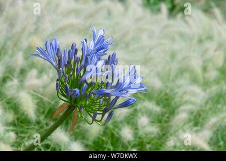 Vorderansicht eines hellen blau blühende Blume von Agapanthus, oder Lilie des Nils Stockfoto