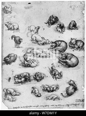 Studien von Katzen, 1513-1515 (1954). Künstler: Leonardo da Vinci Stockfoto