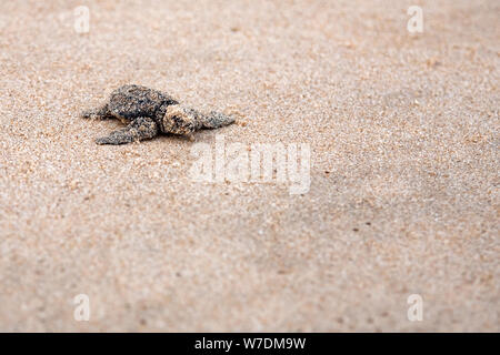 Auf den Ozean. Frisch geschlüpften Baby-Schildkröten in Eile in das wässrige element Stockfoto