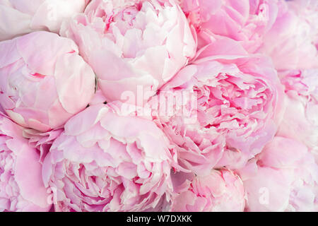Rosa Pfingstrosen close-up. Frühling Blumen Textur Stockfoto