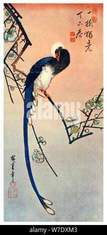 "Long-tail-blauen Vogel auf Zweig der Pflaumenbaum in Blüte", aus dem 19. Jahrhundert (1925). Artist: Unbekannt Stockfoto