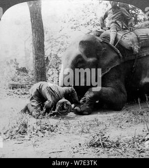 Mahout entfernen einen Dorn aus des Elefanten Fuß, Behar Tiger schießen, Indien, c 1900 s (?). Artist: Underwood & Underwood Stockfoto