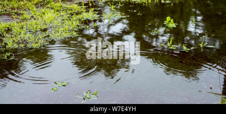 Blick auf Herbst Pfützen in einem Park mit Regen fällt ins Wasser zu fallen. Muddy green Herbst Hintergrund. Atmosphärisch, meteorologische oder alle Jahreszeit adventur Stockfoto