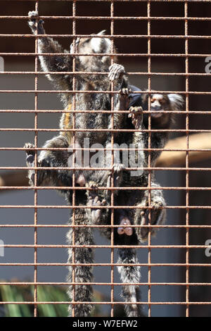 Weissbüschelaffe Stockfoto