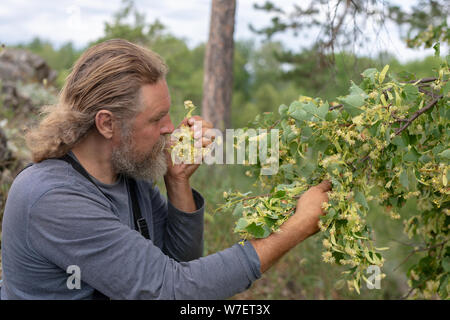 Ernte, ein bärtiger Landwirt Mann nimmt, schneidet linden Blütenstände aus einem Zweig der Baumstruktur. Atmet den Duft. Linden blumen Heilpflanzen bei Erkältungskrankheiten Stockfoto