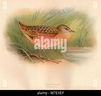 'Mais Crake (Crex Pratensis)', 1900, (1900). Künstler: Charles Whymper. Stockfoto