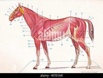 Oberflächlichen Muskeln, Sehnen, etc. eines Pferdes, c1907 (c1910). Künstler: RE Holding. Stockfoto