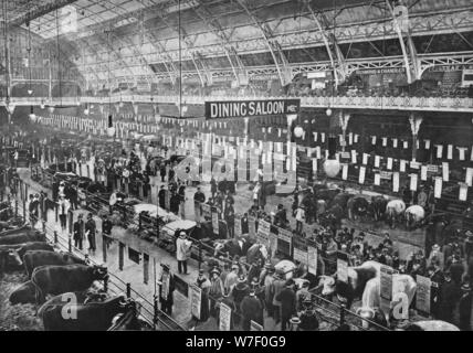 At die Smithfield Club Viehschau, landwirtschaftliche Halle, Islington, London, 1902 (1903). Künstler: unbekannt. Stockfoto