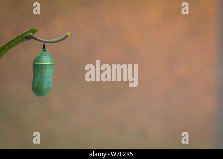 Monarch Chrysalis Caterpillar, Danaus Plexppus, auf Milkweed Stammzellen gegen rustikalen Hintergrund mit Raum für Text und kopieren Stockfoto