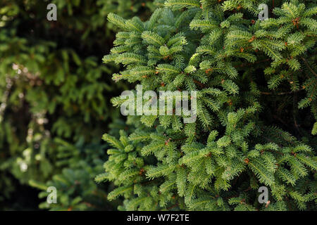 Hintergrund von Weihnachten Baum verzweigt. Frische grüne Tanne Zweigniederlassungen, die in einem sonnigen Wald Stockfoto