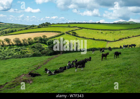 Kühe grasen auf saftigen grünen Weiden, auf der Halbinsel Dingle in der Grafschaft Kerry, Republik von Irland Stockfoto