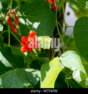 Ein zitronenfalter (Gonepteryx rhamni) auf runner bean Blumen Stockfoto