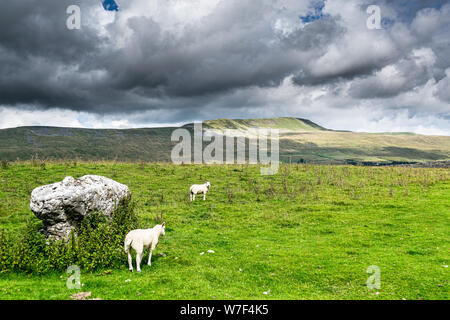 Whernside Berg. Yorkshire Dales National Park Stockfoto