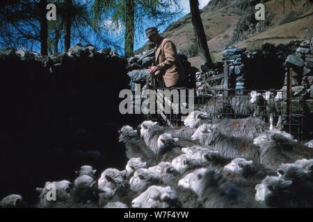 Landwirtschaft, Herdwick Schaf, Langdale Valley Farm, Lake District, c1960. Künstler: CM Dixon. Stockfoto