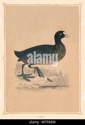 "Coot", (Fulica) c1850, (1856). Künstler: unbekannt. Stockfoto