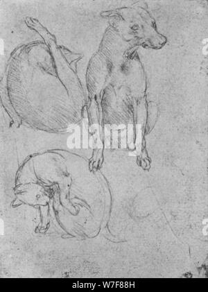"Studien von einem Hund und einer Katze", c1480 (1945). Künstler: Leonardo da Vinci. Stockfoto