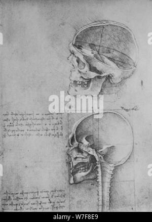 "Anatomische Zeichnungen von zwei Schädel im Profil nach links", c1480 (1945). Künstler: Leonardo da Vinci. Stockfoto