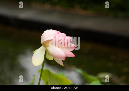 Nelumbo nucifera, bekannt als indischer Lotus, heiliges Lotus, indische Bohne oder ägyptische Bohne, blüht in einem Wassergarten in Linz, Österreich. Stockfoto