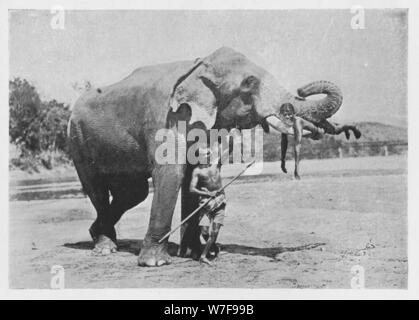 "Maligawa Elefanten und Mahouts" c1890, (1910). Künstler: Alfred Wilhelm Amandus Platte. Stockfoto