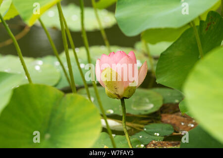 Nelumbo nucifera, bekannt als indischer Lotus, heiliges Lotus, indische Bohne oder ägyptische Bohne, blüht in einem Wassergarten in Linz, Österreich. Stockfoto