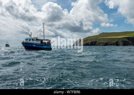 Dolphin Watching am Eingang der Bucht von Dingle auf der Halbinsel Dingle in der Grafschaft Kerry, Republik von Irland Stockfoto
