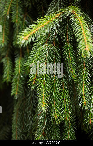 Picea omorika, oder serbische Fichte, in der Sorte Pendula (weinende Form). Dieser immergrüne Baum stammt aus Serbien und stammt aus der Familie der Pinaceae. Stockfoto