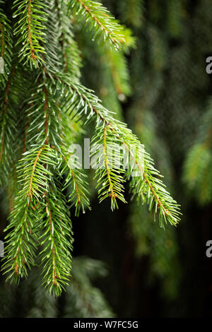 Picea omorika, oder serbische Fichte, in der Sorte Pendula (weinende Form). Dieser immergrüne Baum stammt aus Serbien und stammt aus der Familie der Pinaceae. Stockfoto