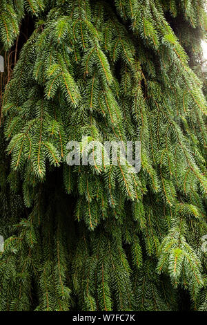 Picea omorika, oder serbische Fichte, in der Sorte Pendula (weinende Form). Dieser immergrüne Baum stammt aus Serbien und stammt aus der Familie der Pinaceae. Stockfoto