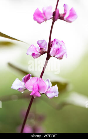 Blüten des Lablab purpureus, einer afrikanischen Bohne aus der Familie der Fabaceae, bekannt als Hyazinthbohne, Lablab-Bohne, ägyptische Nierenbohne und dolichos-Bohne. Stockfoto