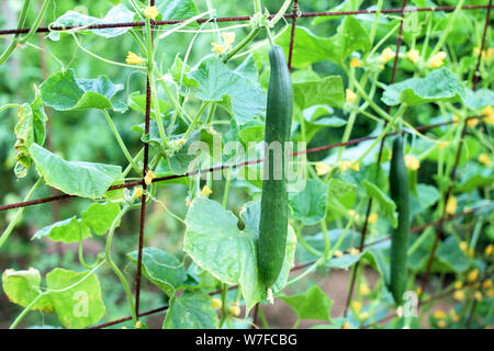 Das Wachstum und die Blüte der Gemüsegarten Gurken. Die Bush Gurken auf dem Gitterwerk. Gurken vertikale Einpflanzen. Anbau von ökologischen Lebensmitteln. Gurken Stockfoto