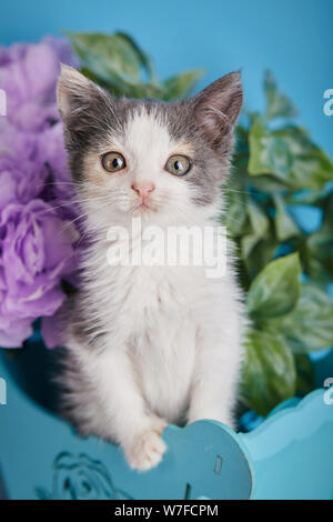 Die Katze in der Box posiert für den Fotografen Stockfoto