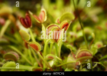 Die Venusfliegenfalle (Dionaea muscipula), eine fleischfressende Pflanze, die in subtropischen Feuchtgebieten der Carolinas in den Vereinigten Staaten beheimatet ist. Stockfoto