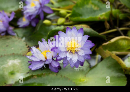 Nymphaea gigantea, eine Seerose aus Australien und Neuguinea, ist bekannt als Blue Cloud für seine hellblaue Farbe. Stockfoto