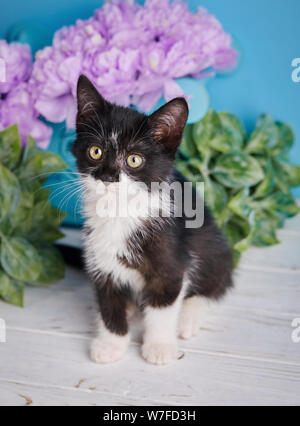 Eine Katze steht neben einer dekorativen Schachtel mit Blumen. Stockfoto