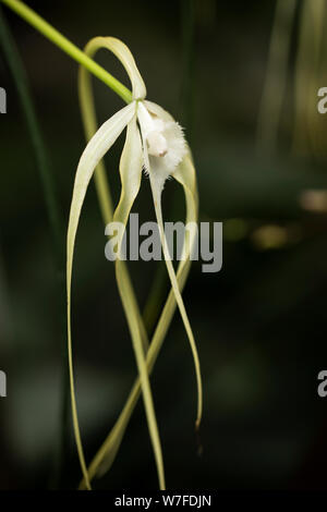 Brassavola cucullata, oder Papa langbeinige Orchidee, ist in Mexiko, Mittelamerika, Nord-Südamerika und den Westindien heimisch. Stockfoto