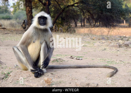 Grau Langur Affe im Ranthambore Nationalpark, Rajasthan, Indien Stockfoto