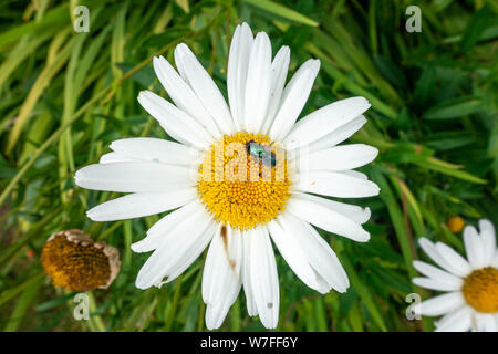 Eine grüne Flasche fliegen auf einem oxeye daisy flower. Stockfoto