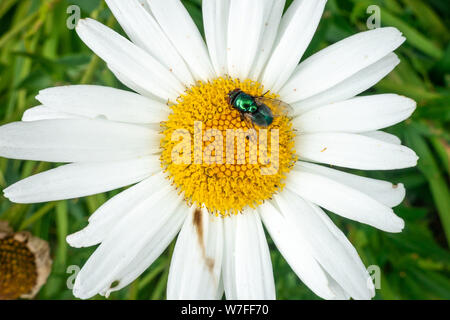 Eine grüne Flasche fliegen auf einem oxeye daisy flower. Stockfoto