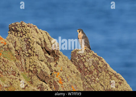 Männlichen Wanderfalken thront auf Skokholm Insel Wales Stockfoto