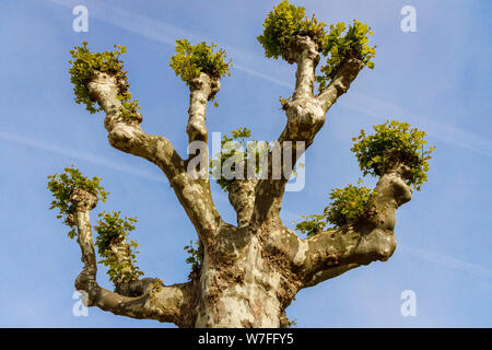 Ein pollarded Platane, Platanus x Hispanica, mit neuen Wachstum heraus sprießen und die Rinde Mottling, die typisch ist für diese Art. Stockfoto