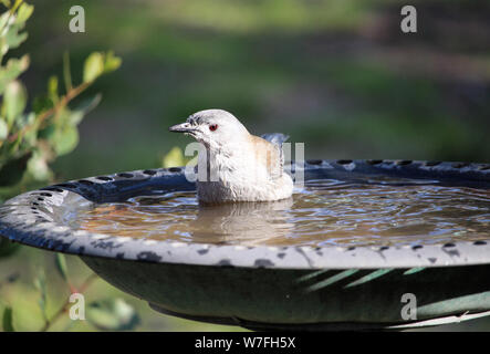 Grey Shrike - soor (Colluricincla Harmonika) an birdbath, South Australia Stockfoto