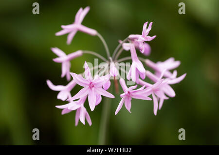 Tulbaghia violacea, bekannt als Gesellschaft Knoblauch, rosa Agapanthus, Bärlauch, süßer Knoblauch, Frühlingszwiebeln oder Frühlingsblumen, heimisch im südlichen Afrika. Stockfoto