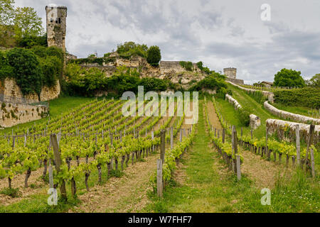 Weinberge wachsen neben der alten Mauern von Saint-Émilion, Frankreich. Grüne Zeilen der Reben unter einem bewölkten Himmel. Stockfoto