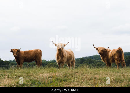 Highland Kuh - Loch Lomond, Schottland Stockfoto