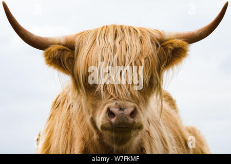 Highland Kuh - Loch Lomond, Schottland Stockfoto