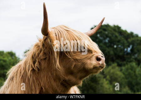 Highland Kuh - Loch Lomond, Schottland Stockfoto