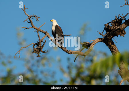 African Fish Eagle (Haliaeetus vocifer) auf einem Baum gehockt. Dieser Vogel ist in sub-Saharan Afrika in der Nähe von Wasser. Die Frau, die größere der beiden Geschlechter, h Stockfoto