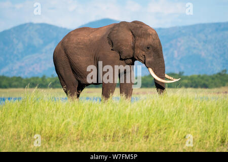 Einsame männliche Afrikanischer Elefant (Loxodonta africana). Elefanten sind Pflanzenfresser und die größten und schwersten Landtiere der Welt. Erwachsene Weibchen und Stockfoto