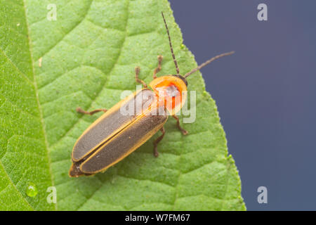 Gemeinsame östlichen Firefly (Photinus pyralis) Stockfoto